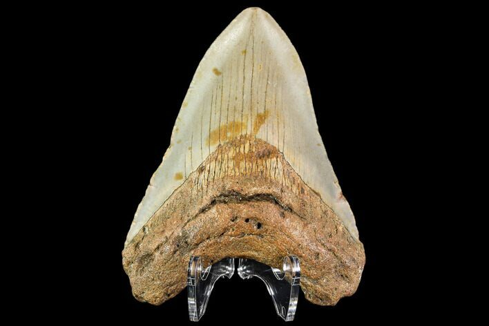 Fossil Megalodon Tooth - North Carolina #109834